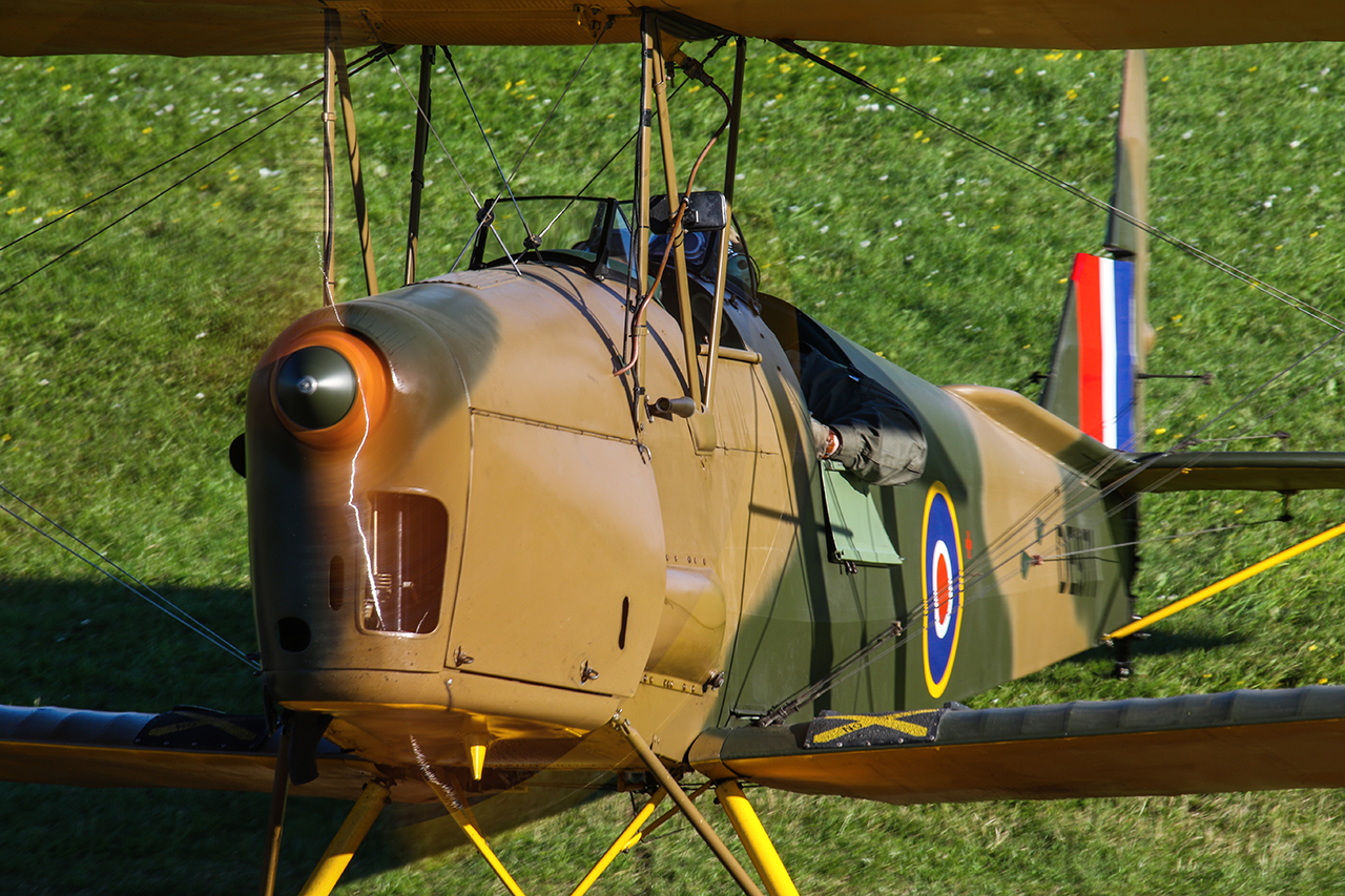 Tiger moth close up